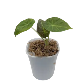 Baby Alocasia 'Regal Shields' 7